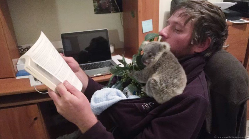 Мэтт и коала