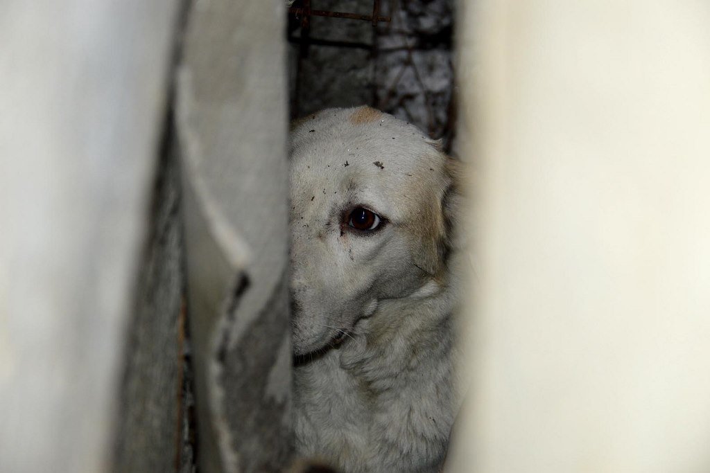 спасение собаки