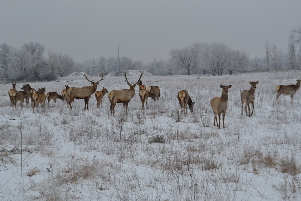 Павлоград_заповедник