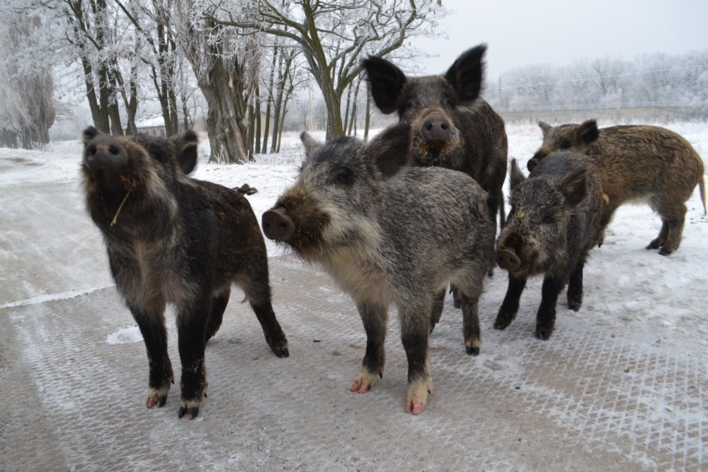 Павлоград_заповедник