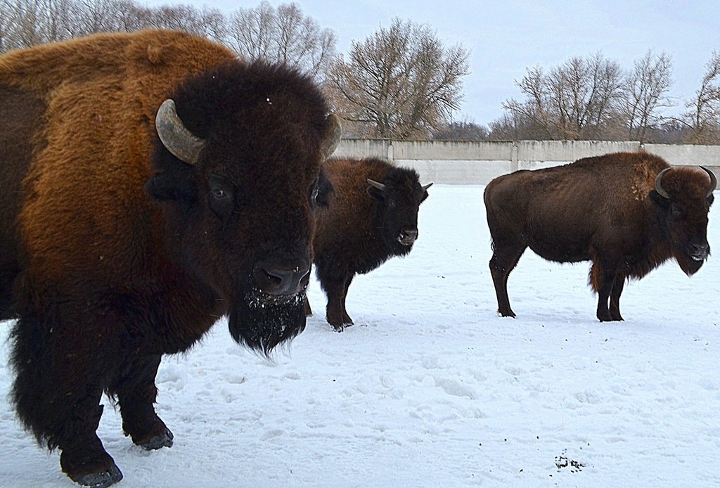 Павлоград_заповедник