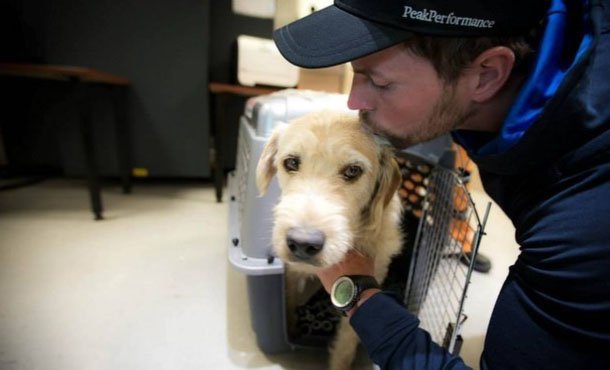 бездомная собака