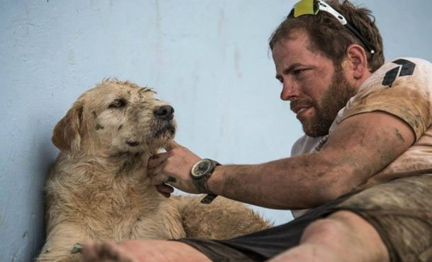 бездомная собака