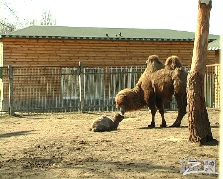 верблюжонок