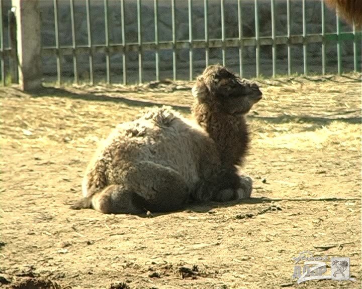 верблюжонок