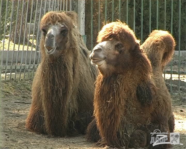 верблюжонок