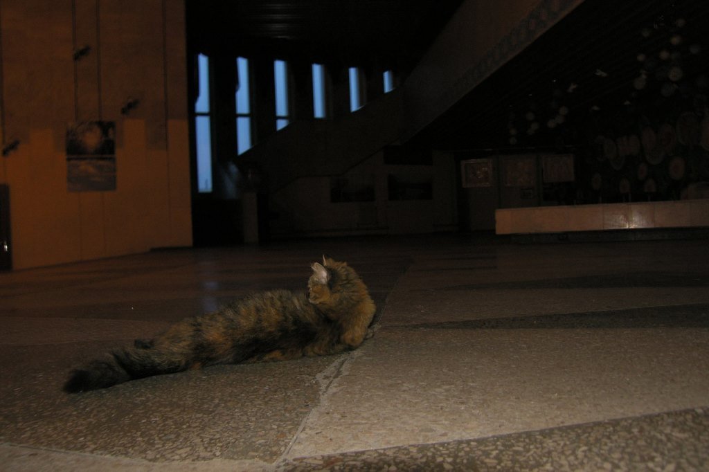 культурная кошка_Павлоград