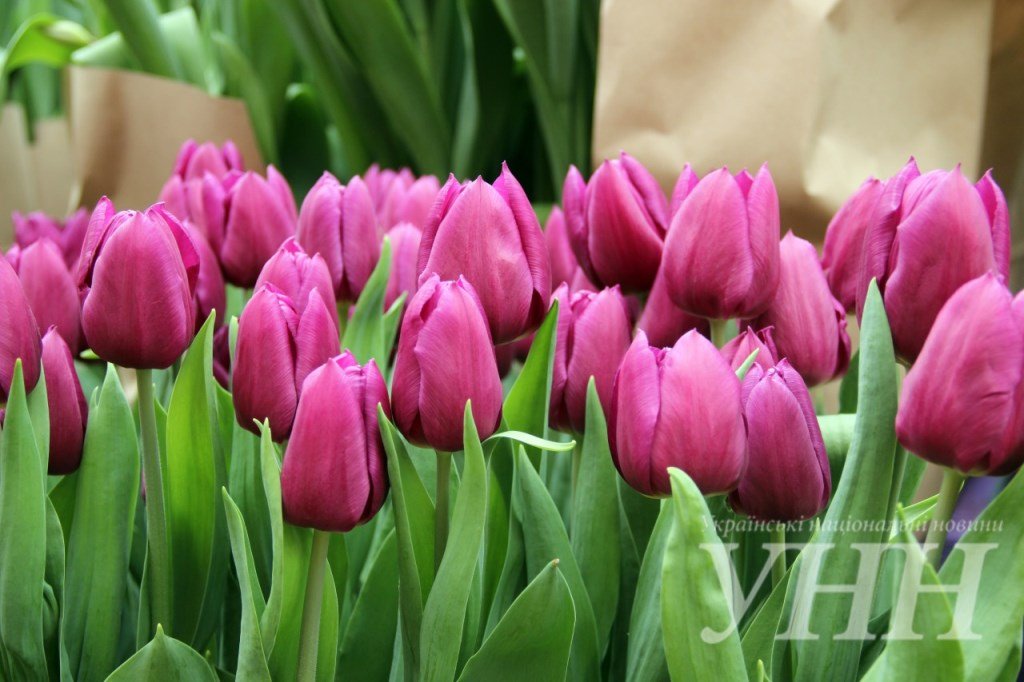 фестиваль тюльпанов