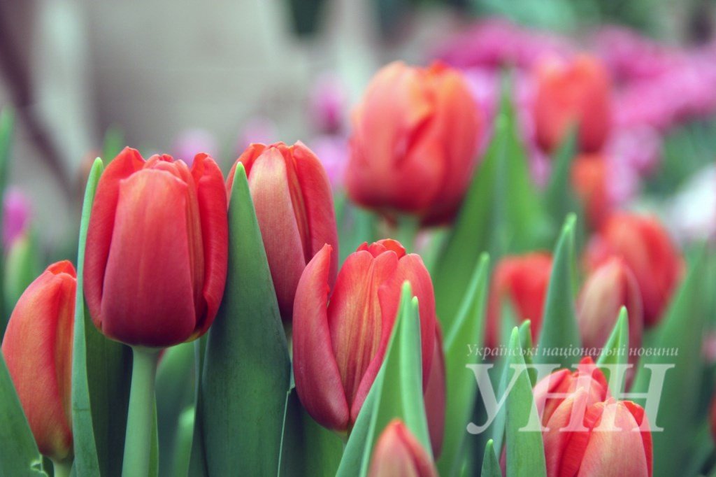 фестиваль тюльпанов