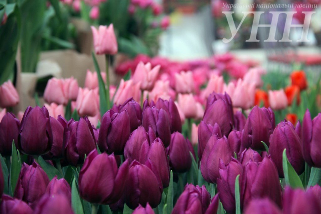 фестиваль тюльпанов