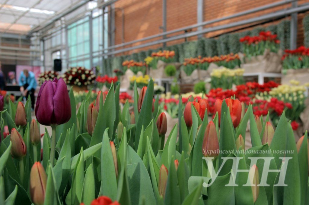 фестиваль тюльпанов