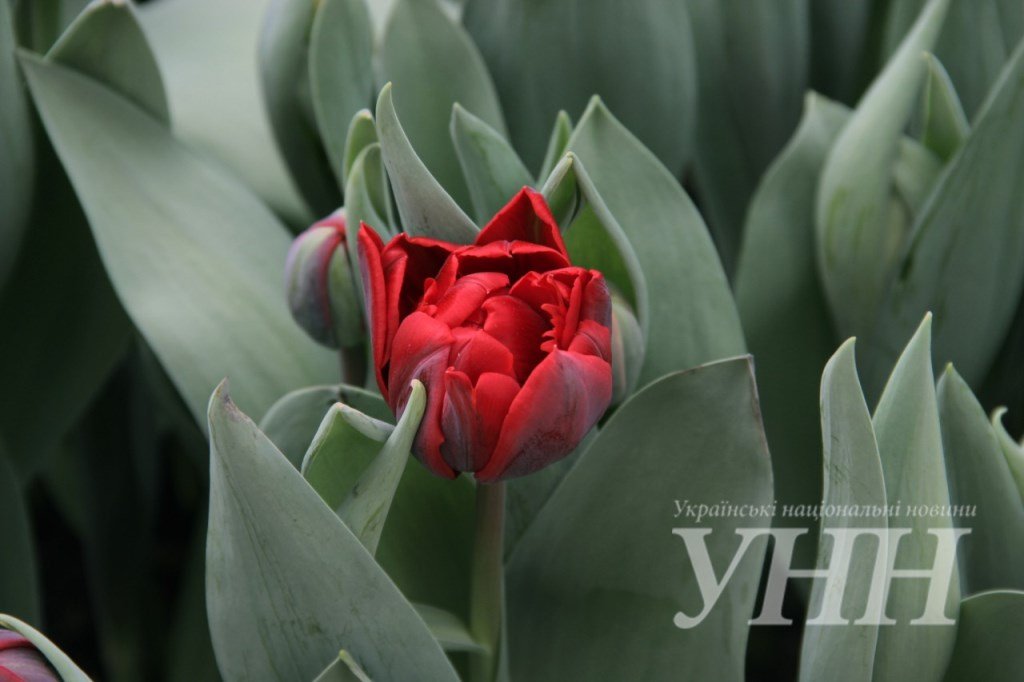 фестиваль тюльпанов