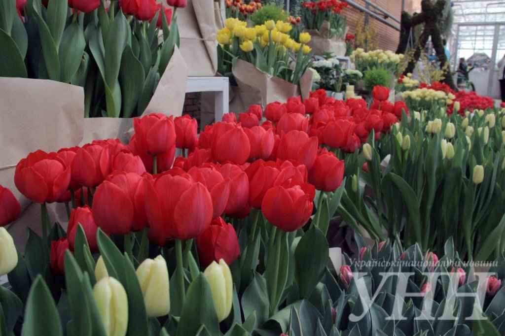 фестиваль тюльпанов