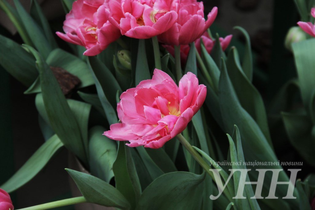 фестиваль тюльпанов