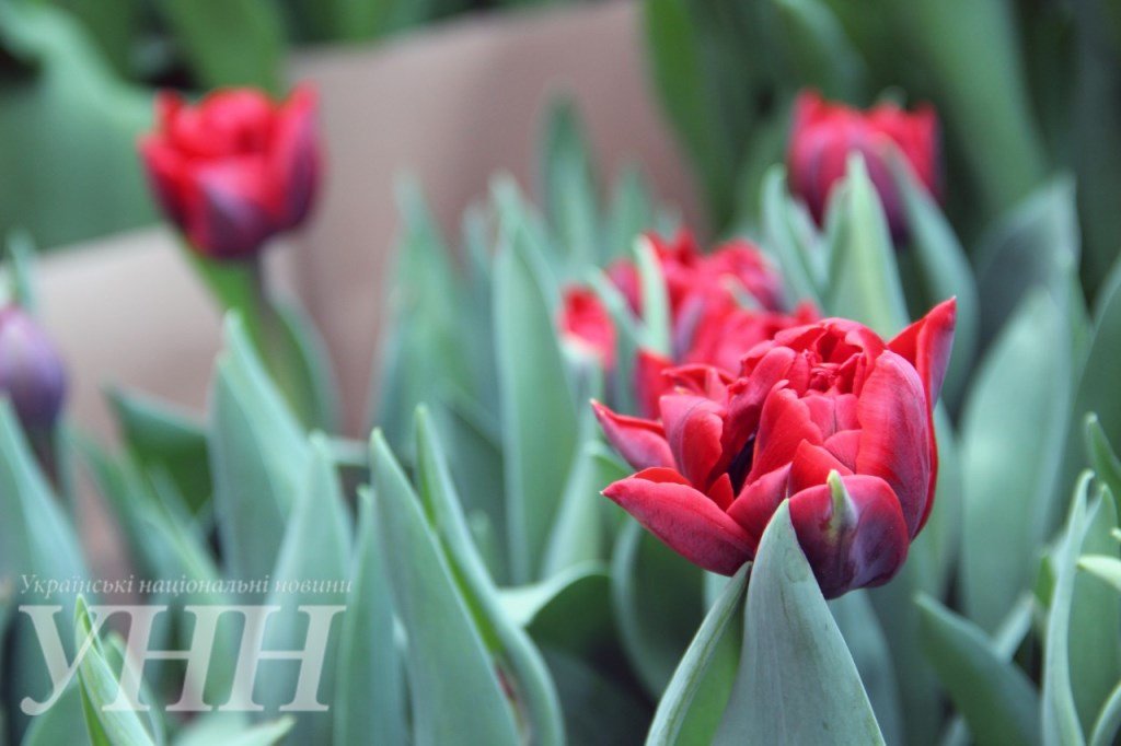 фестиваль тюльпанов