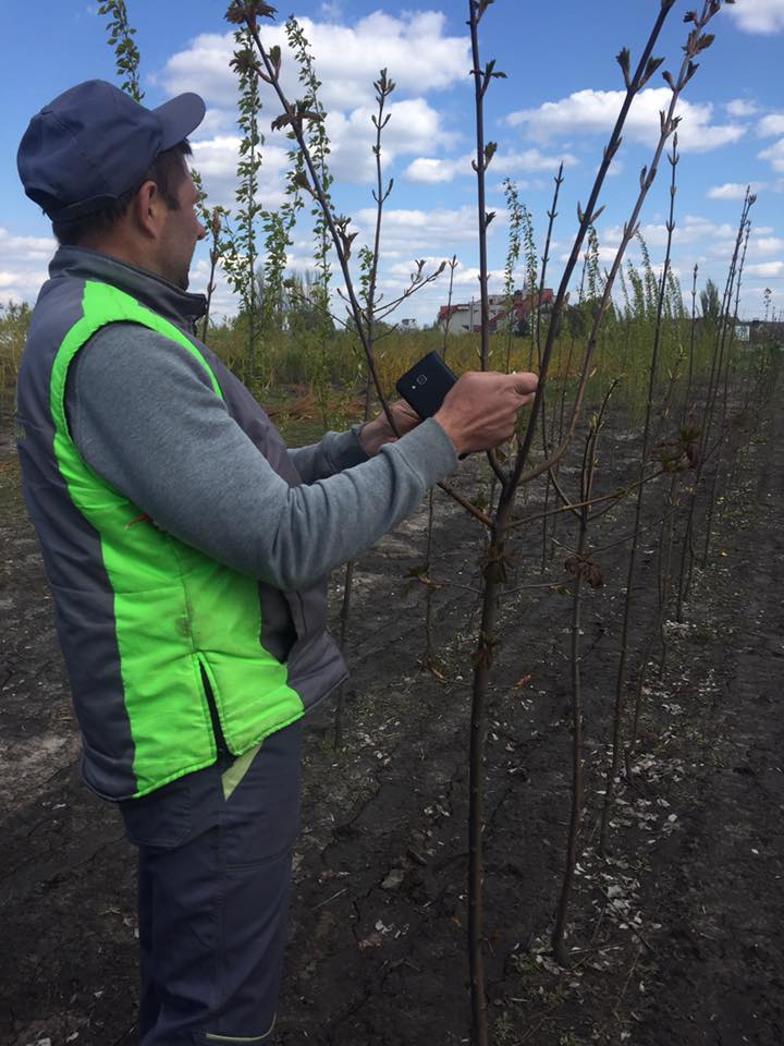 акция Посади дерево