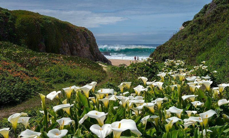 Lilies Of The Beach