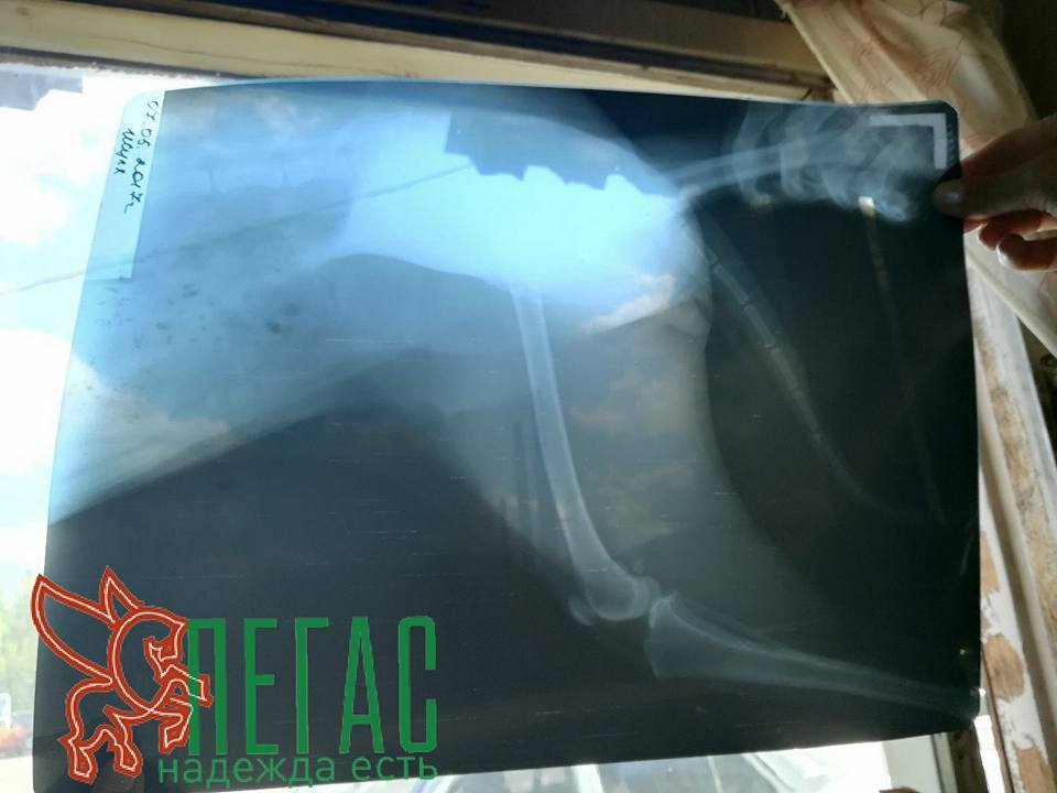 18556158_857920914359151_3553468642975573424_n