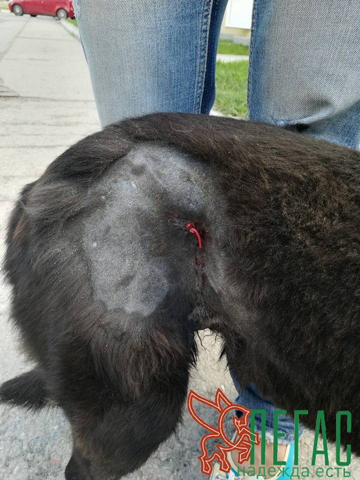 18557090_857920944359148_2624425714264071439_n