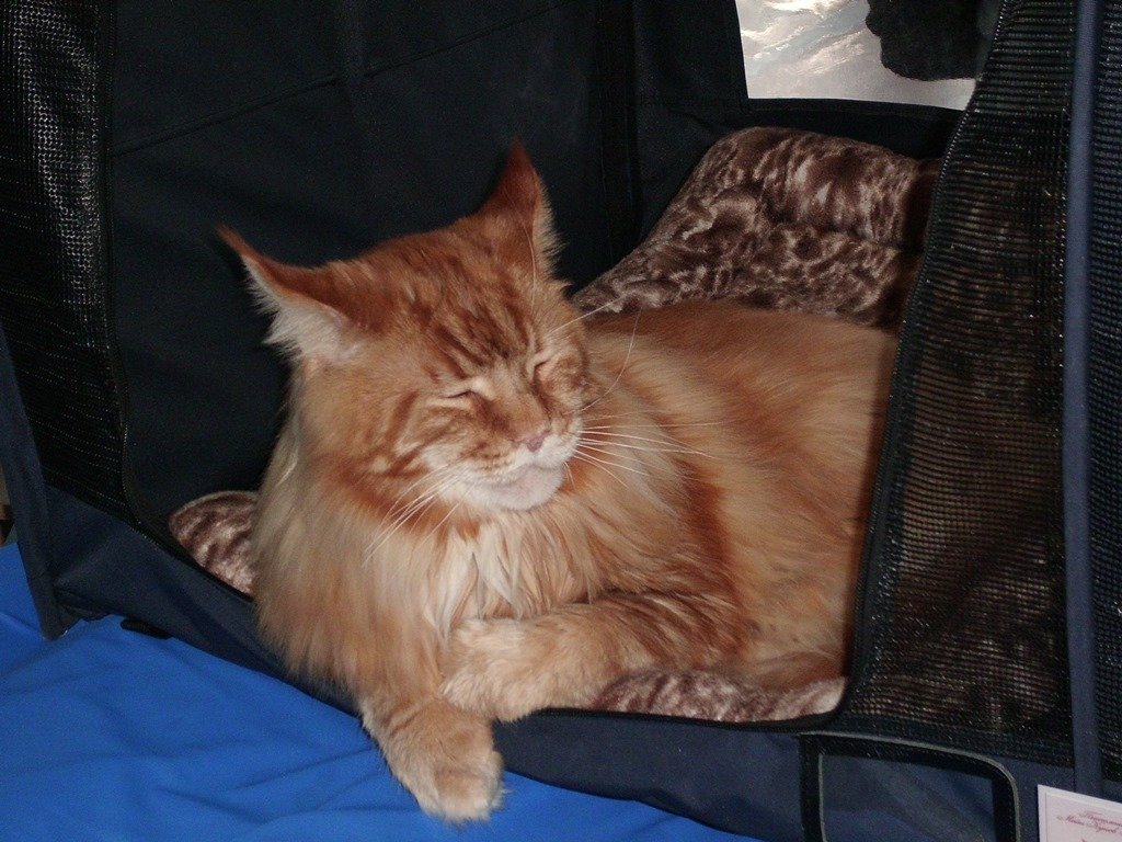 Международная выставка кошек_Кекс