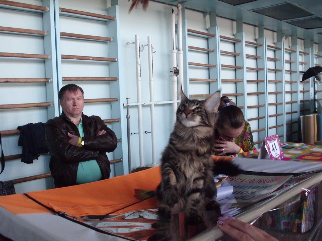 Международная выставка кошек_Никополь