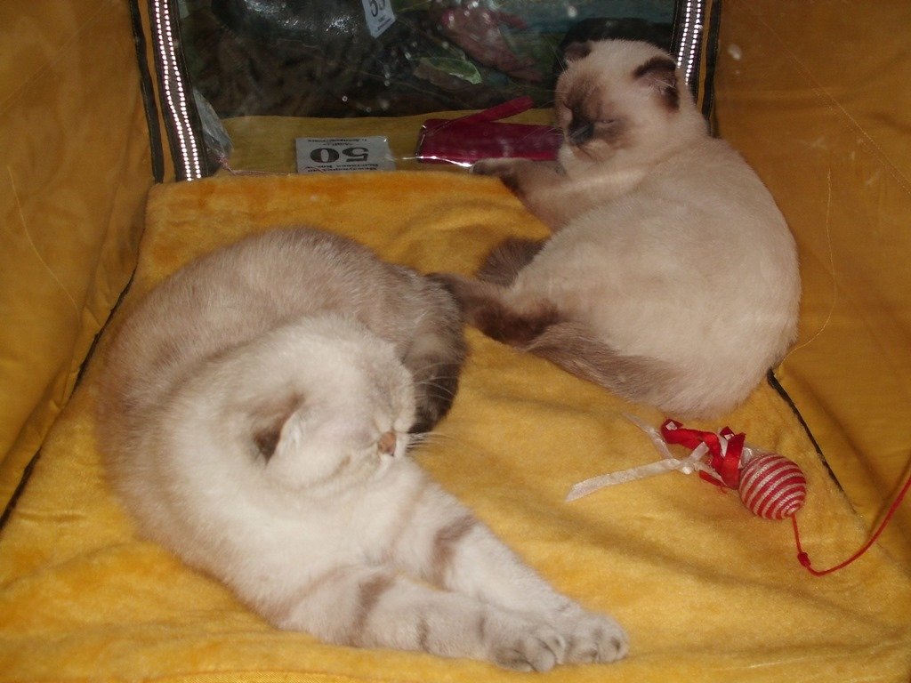 Международная выставка кошек_Никополь