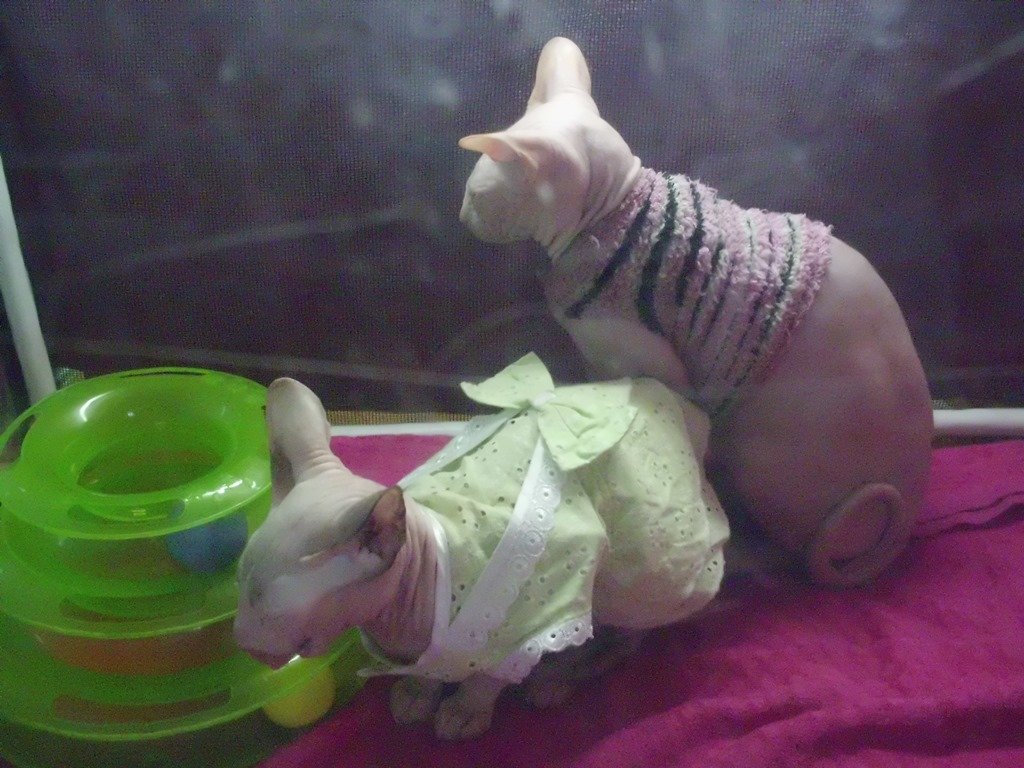 Международная выставка кошек_Никополь