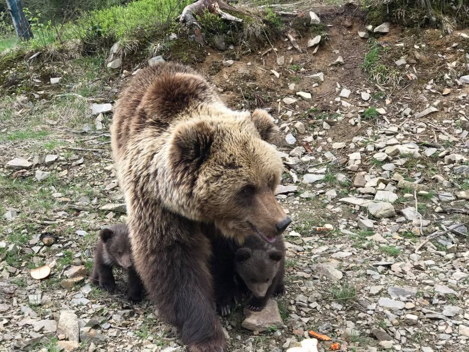 Нацпарк Синевир_медвежата