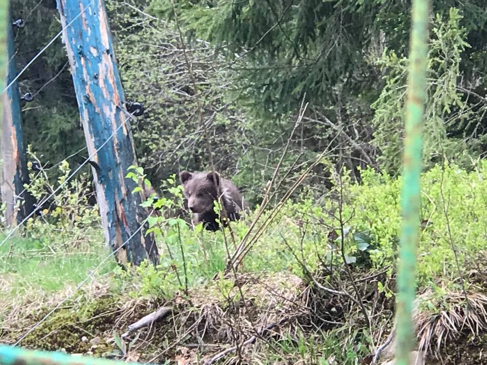 Нацпарк Синевир_медвежата