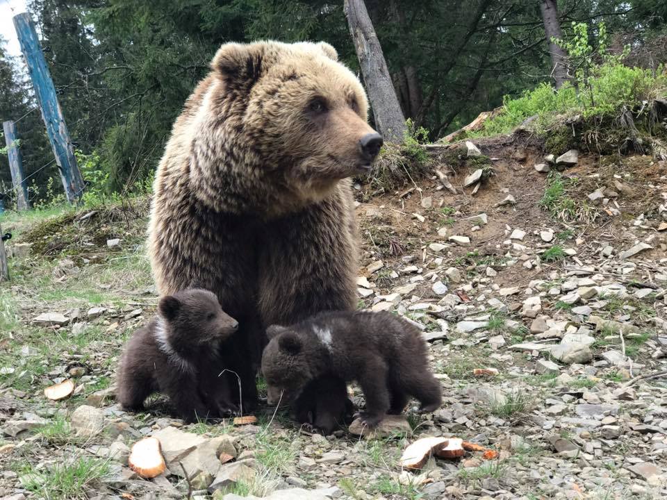 Нацпарк Синевир_медвежата