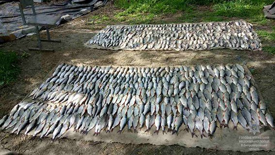 браконьєр_риба