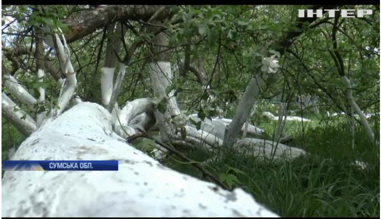 диво-яблуня