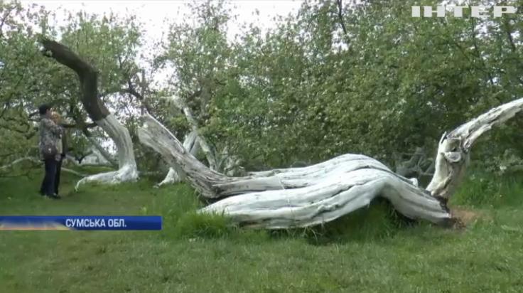 диво-яблуня