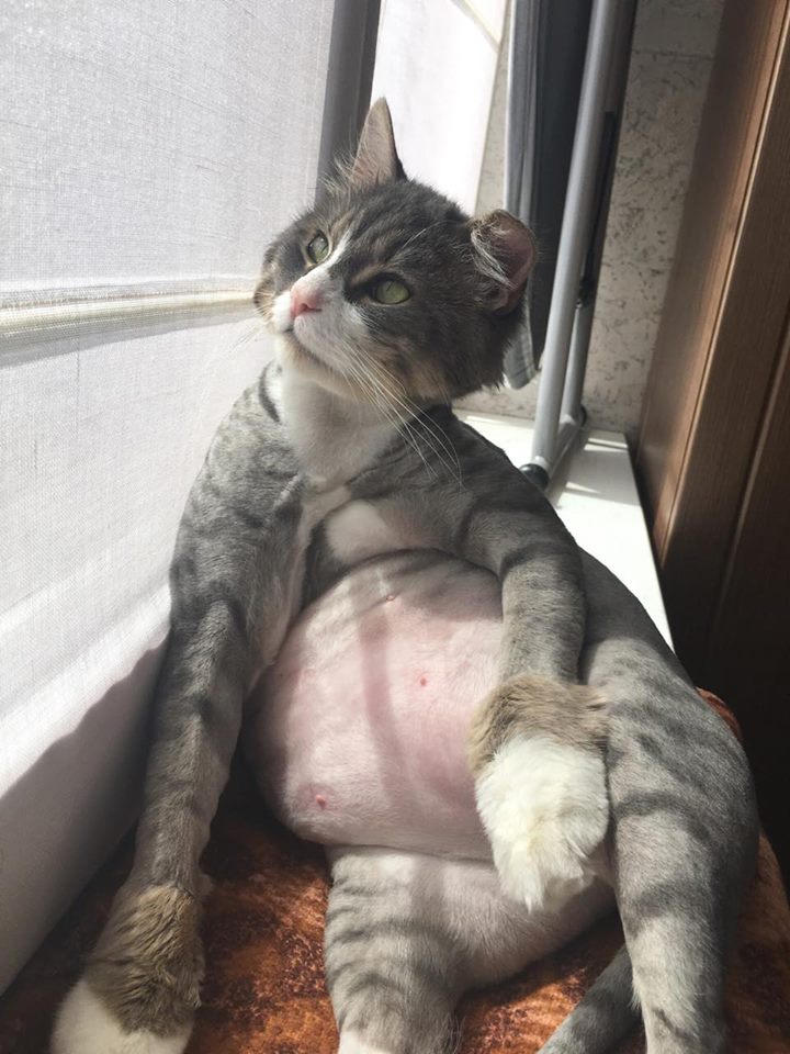 кот Шон - ДО