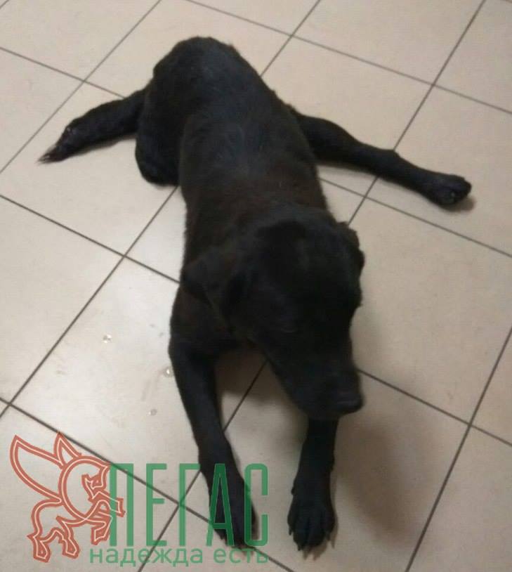 лабрадор Дара