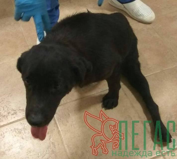 лабрадор Дара