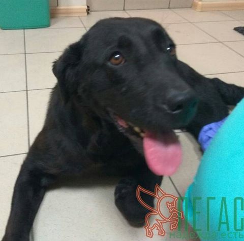 лабрадор Дара