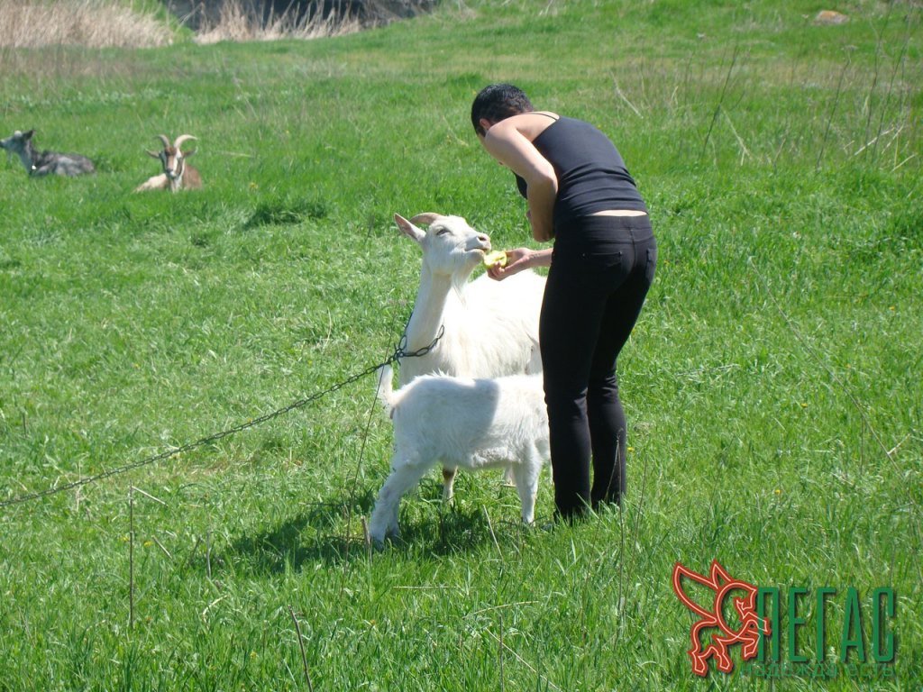 приют Пегас