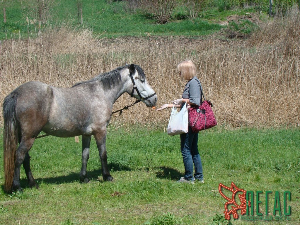 приют Пегас