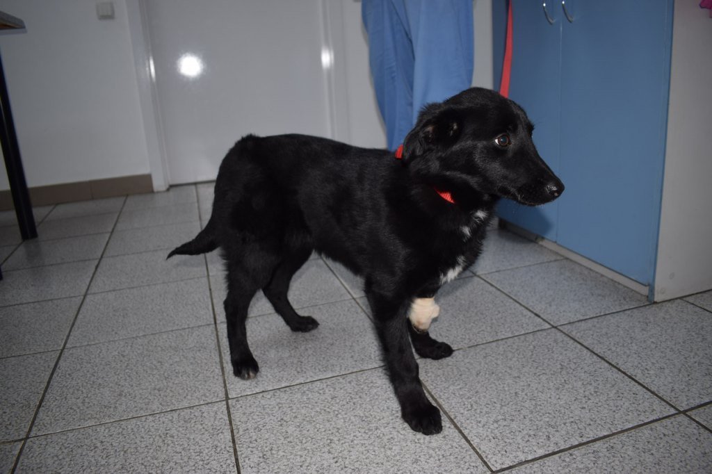 собака Блейк