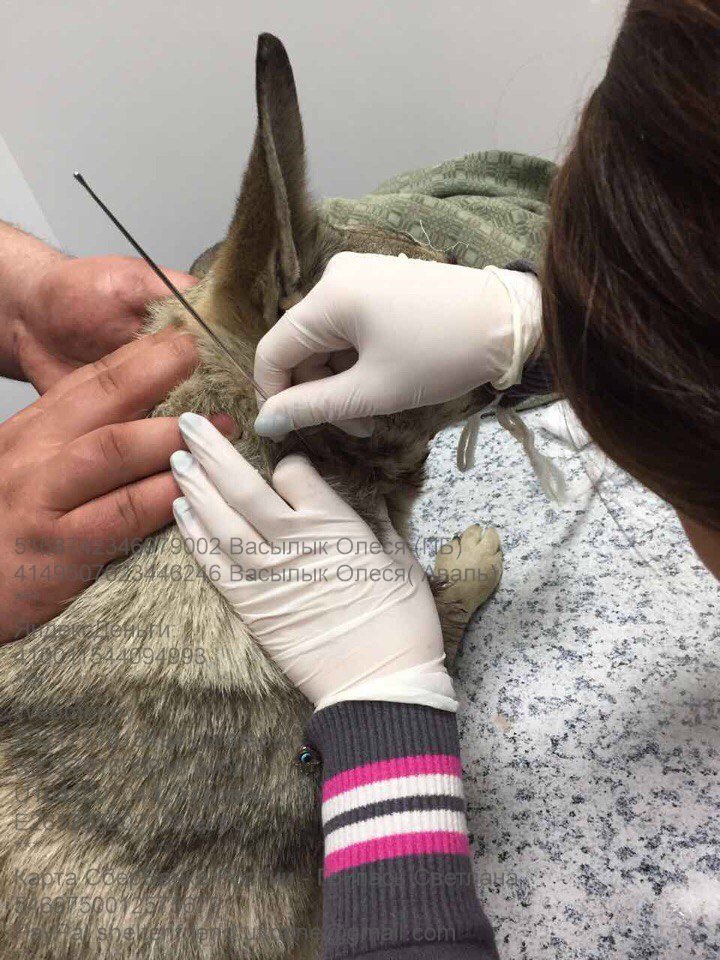 собака Пальма