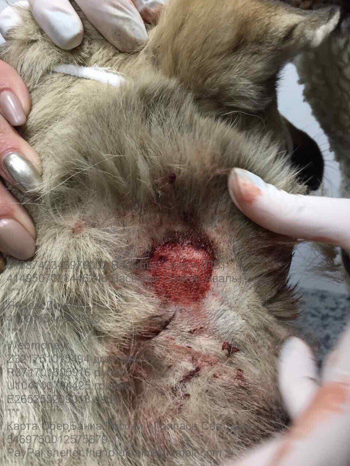 собака Пальма