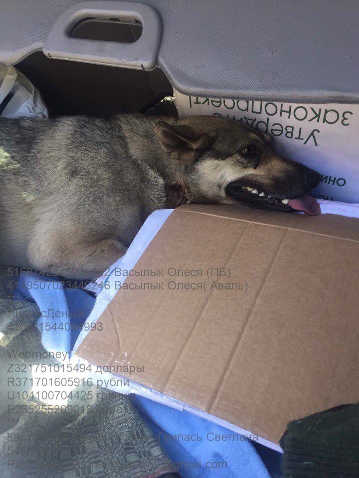 собака Пальма