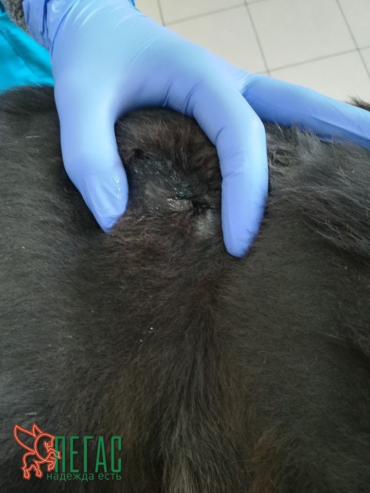 18767672_865122390305670_6411906845348160206_n