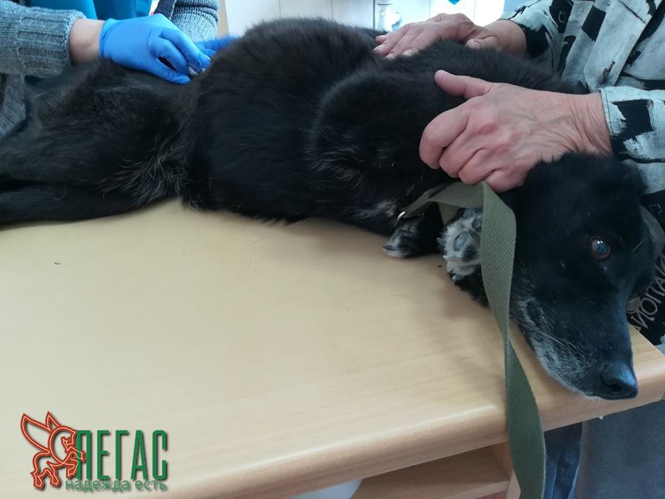 18881976_865122386972337_5886617747181335510_n