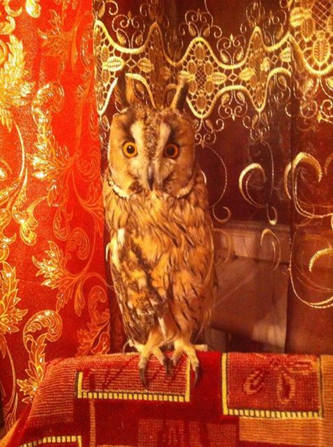 19224848_475583956117837_6726550253596090150_n