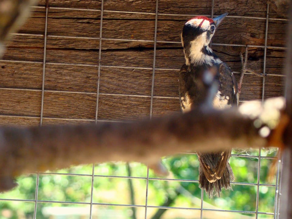 19437289_879648605519715_8586636691497654710_n