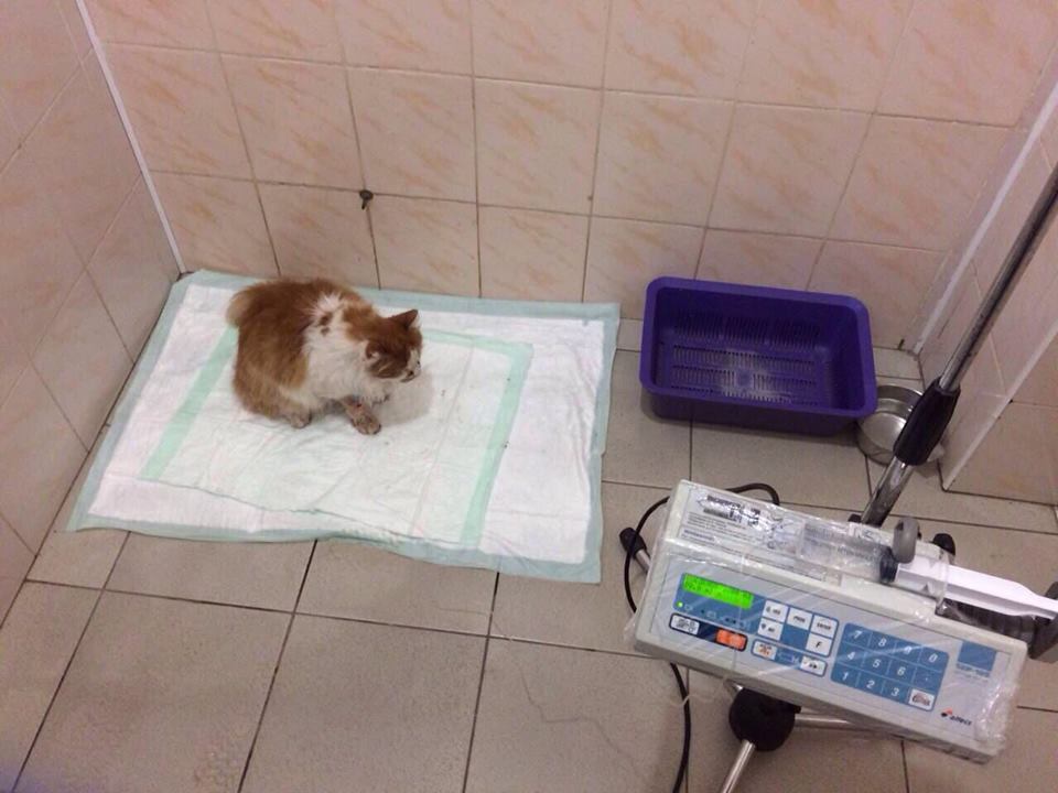 19642263_1902426073315584_2669731868155593691_n