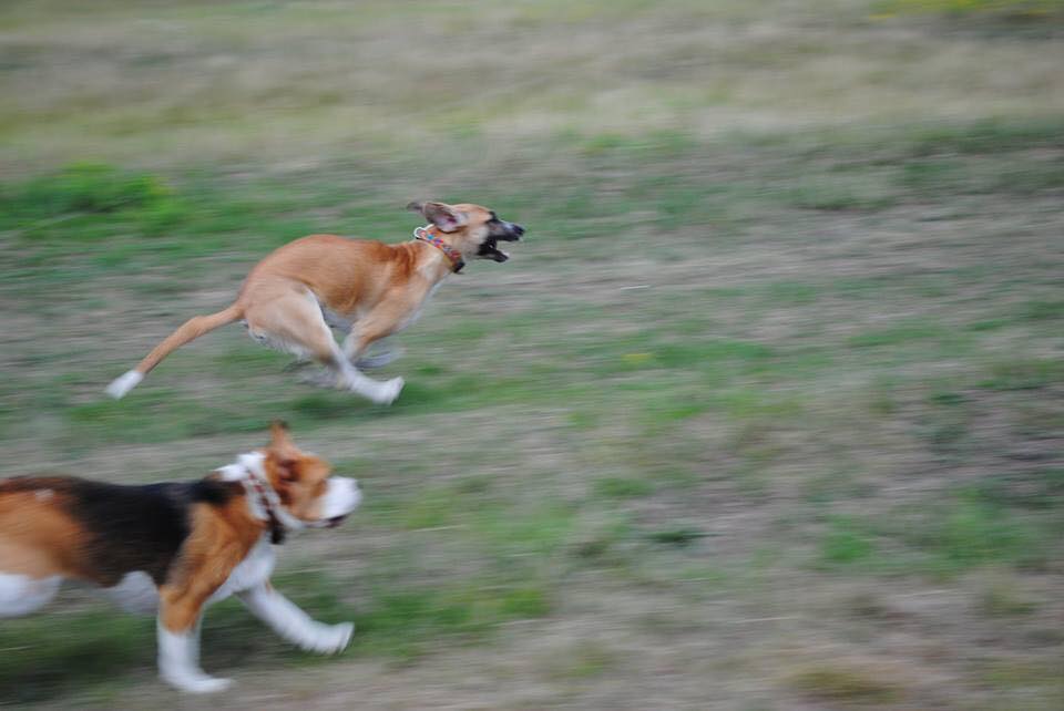 19905454_1403757366372317_3285195743683776395_n