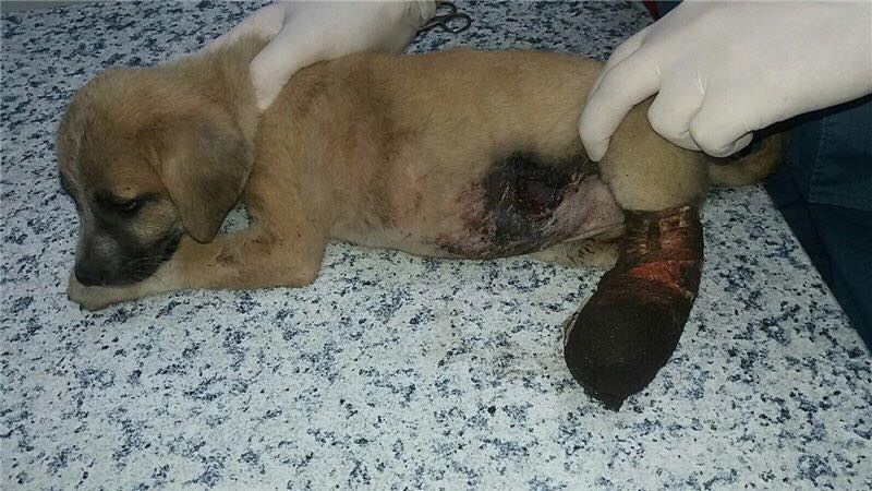 19959450_1403757316372322_5172554303165077166_n